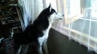 Siberian Husky Barking [upl. by Yrtua844]