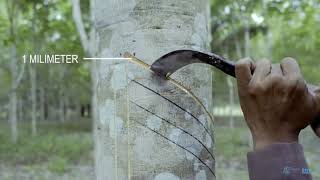 Agridence Rubber Grow Module 1  Rubber tapping [upl. by Ecnirp]