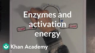 Enzymes and activation energy  Biomolecules  MCAT  Khan Academy [upl. by Nylacaj733]