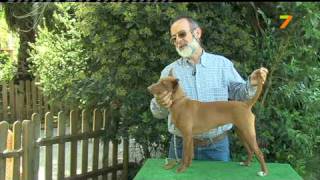 Neyel beagles y podencos andaluces de talla chica en canal extremadura [upl. by Halullat111]