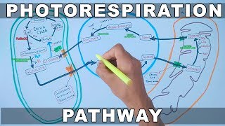 Photorespiration Pathway [upl. by Ecinahs]