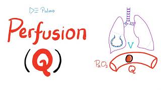 Lung Perfusion Q  Pulmonary Medicine  Physiology [upl. by Mariann]