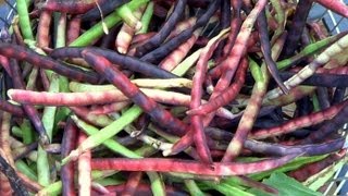 Pinkeye Purple Hull Peas Harvesting amp Easy Shelling Gadget [upl. by Vallo]