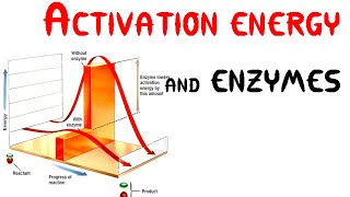 Activation energy and Enzymes Animation [upl. by Aibsel]