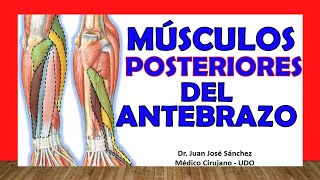 🥇 MÚSCULOS POSTERIORES DEL ANTEBRAZO Fácil Rápido y Sencillo [upl. by Benedetto914]