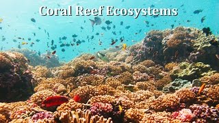 Coral Reef Ecosystems Human Impacts Pristine Reefs amp Conservation Strategies [upl. by Areta]