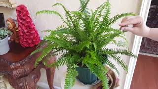 How to water a Fern  Donna Joshi [upl. by Kinson11]