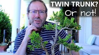 Boxwood bonsai  part 2 Understanding Twin Trunk styles  Blue Sky Bonsai [upl. by Ennaeerb816]