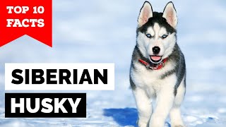 Siberian Husky  Top 10 Facts [upl. by Chaker954]