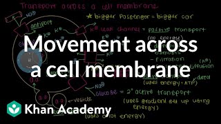 How do things move across a cell membrane  Cells  MCAT  Khan Academy [upl. by Gowon370]