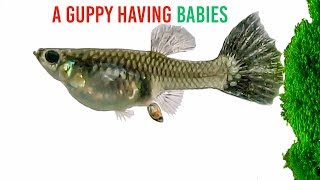 A Guppy Having Babies [upl. by Wilma]