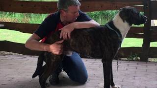 Trigger Point Release and Massage Therapy for Dogs [upl. by Zigrang779]