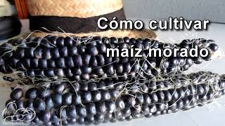 Cómo sembrar y cultivar maíz morado How to Plant Corn Seeds [upl. by Eward867]