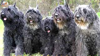 Bouvier Des Flandres Dog Breed YouTube [upl. by Leynad]