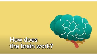 How does the brain work [upl. by Ayanaj]