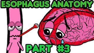 The Esophagus Anatomy PART 3 Clinical Knowledge [upl. by Medardas]