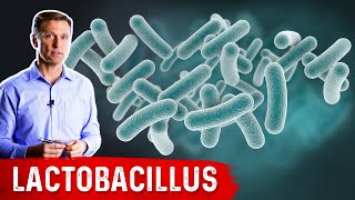 The Benefits of Lactobacillus a Friendly Microbe [upl. by Ralleigh]