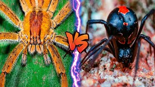 ARANHA ARMADEIRA VS VIUVA NEGRA  BATALHA MORTAL [upl. by Eliades559]