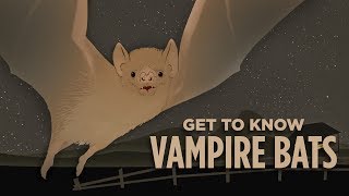 The Case For Vampire Bats [upl. by Goddart]