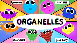 Organelles Structure and Function AP BIOLOGY [upl. by Newnorb71]