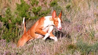 Podenco Ibicenco enseñar a cazar al perro [upl. by Hgiellek]