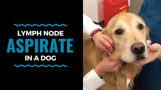 Lymph Node Aspirate in a Dog [upl. by Zigmund]