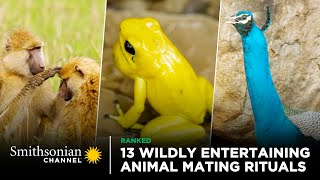 13 Wildly Entertaining Animal Mating Rituals 😍 Smithsonian Channel [upl. by Adnilrev]