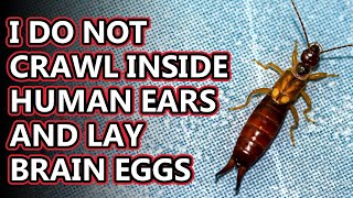 Earwig facts Will they crawl in your EARS  Animal Fact Files [upl. by Giza963]