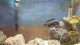 Bumblebee Cichlids [upl. by Serrano]