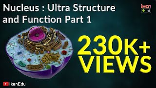 Nucleus Ultra structure and Function  Part 1  CBSE  ICSE  iKen  iKen Edu  iKen App [upl. by Brenner]