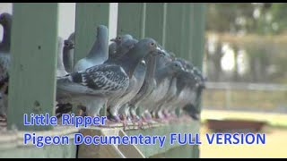 Little Ripper  Pigeon Racing Documentary [upl. by Cher]