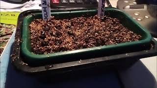 How to  Germination banana seeds [upl. by Llirrem122]