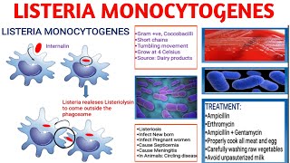 Listeria microbiology Morphology Pathogenesis Diagnosis Treatment [upl. by Aiksa]