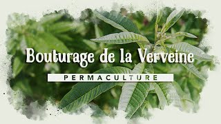 Comment bouturer un végétal  🌳permaculture sur la verveine [upl. by Cesar]