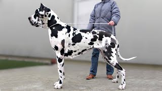 These Are 10 Indian Dog Breeds [upl. by Marden]