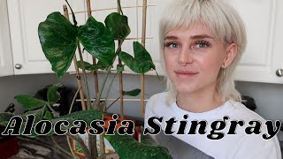 All About My Alocasia Stingray  How I Care For It [upl. by Adilen]