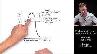 How Do Enzymes Work Activation Energy [upl. by Enyawal]