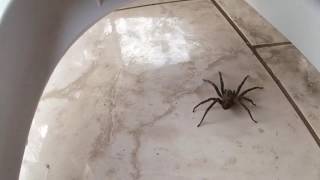 Captura de armadeira Phoneutria  brazilian wandering spider [upl. by Wieren799]