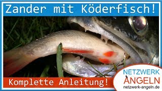 Zander mit Köderfisch  So fängt jeder Komplette Anleitung [upl. by Nauqal]