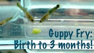 Guppy Fry Birth to 3 Months [upl. by Kenon]