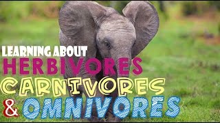 Learning About Herbivores Carnivores and Omnivores [upl. by Mareah]