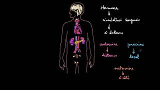 Introduction au système endocrinien [upl. by Rotceh]