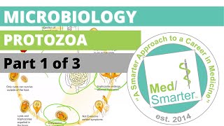 Protozoa  Microbiology  USMLE STEP 1  Part 1 of 3 [upl. by Shiroma632]