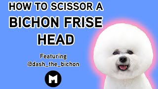 How to trim a bichon head [upl. by Xonk]