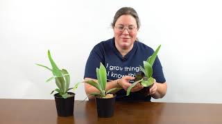 Staghorn Ferns Ask the Grower [upl. by Eiralam]