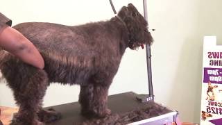 How to groom a Bouvier des flandres video 1 of 3 [upl. by Asilad561]