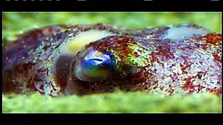 National Geographic Octopus the Smartest Creature in the Ocean Documentary 2017 [upl. by Ahsar935]