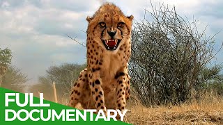 Maasai Mara  The Big Hunt  Free Documentary Nature [upl. by Westfall]