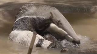 Amazing Giant Anteater [upl. by Illoh140]