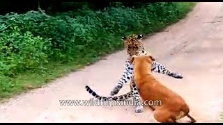 Dog barks and chases off leopard that came to attack him [upl. by Tayyebeb400]